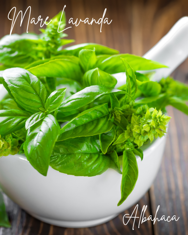 Albahaca