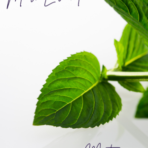 Menta