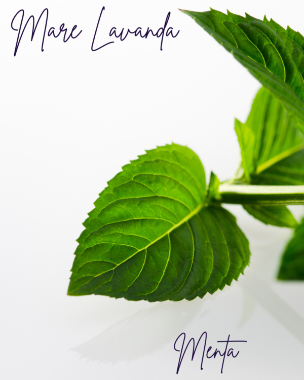Menta